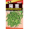 【タネ】枝豆 陽恵 カネコ種苗