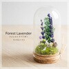 Petit Tenorium フォレストラベンダー 苔むすび