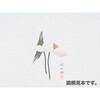 掛紙 裏刷 仏 151 小判 cotta