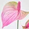 FM000309-052 AlAXEoh MAGIQ() 16881351