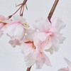 FM005532 ͂ˍoC MAGIQ() 16881719