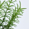 FG000399 tbV[Y}[sbN MAGIQ() 16884099
