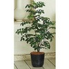 FG302516 glR~j|bg MAGIQ() 16885079
