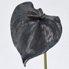 FM005173-020 Xv_AXE M MAGIQ() 16887730