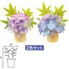 アジサイ楓ペアスタンド アルファ(販促)