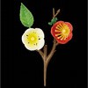 梅の花