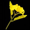 食用 菜の花 種