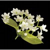 シルクフラワー かすみ草 sk-005 カモト