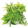 観葉植物 FRAME ミドリエデザイン