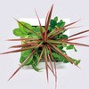 観葉植物 FRAME 給水ボトル付 ミドリエデザイン