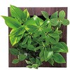 観葉植物 FRAME 給水ボトル付 ミドリエデザイン