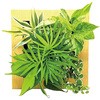 観葉植物 FRAME ミドリエデザイン