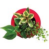 観葉植物 GREEN FRAME ミドリエデザイン