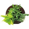 観葉植物 GREEN FRAME 給水ボトル付 ミドリエデザイン