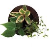 観葉植物 GREEN FRAME 給水ボトル付 ミドリエデザイン