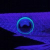 029 sN}[u GM LIVE 2 }A(YAMASHITA) 18676510