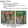セルエナジー 清和肥料工業