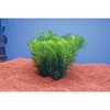 めだか 水草