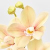 FM001108-006 uCgVrWE MAGIQ() 20747179