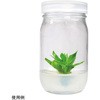 C590-12EA 植物培養容器 PhytoTechnology Laboratories， LLC 20847954