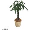 観葉植物 生木 アズワン
