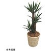 観葉植物 生木 アズワン