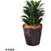 観葉植物 生木 アズワン