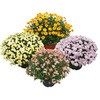 - yczK[f~I} LK 21371606