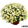 - yczK[f~I} LK 21371606