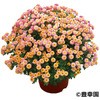 - yczK[f~I} LK 21371606