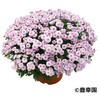 - yczK[f~I} LK 21371606