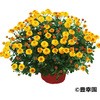 - yczK[f~I} LK 21371606