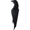 鳥追いリアル大型カラス モノタロウ