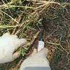 - 全鋼 草取鎌 大阪魂 24715258