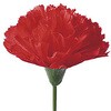 MA1-0027 カーネーション(大) アルファ[販促] 25236349