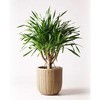 dracaena-palau-12 �ϗt�A�� �h���Z�i �p���I 8�� �E�B�b�J�[�|�b�g�G�b�O �x�[�W�� �t�� HitoHana(�ЂƂ͂�) 26502027