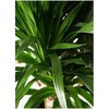 dracaena-palau-12 �ϗt�A�� �h���Z�i �p���I 8�� �E�B�b�J�[�|�b�g�G�b�O �x�[�W�� �t�� HitoHana(�ЂƂ͂�) 26502027