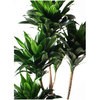 dracaena-compacta-35 �ϗt�A�� �h���Z�i �R���p�N�^�[ 8�� �e���A�X�g�� ���Q�� �Ԓ��F �t�� HitoHana(�ЂƂ͂�) 26507469