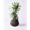 dracaena-warneckii-69 �ϗt�A�� �h���Z�i ���[�l�b�L�[ ���������C�� 8�� �G�f�B���E���h �� �t�� �y�����p ������z HitoHana(�ЂƂ͂�) 31679683