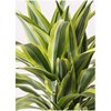 dracaena-warneckii-69 �ϗt�A�� �h���Z�i ���[�l�b�L�[ ���������C�� 8�� �G�f�B���E���h �� �t�� �y�����p ������z HitoHana(�ЂƂ͂�) 31679683