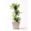 dracaena-warneckii-93 �ϗt�A�� �h���Z�i ���[�l�b�L�[ ���������C�� 10�� �p�E�_�[�X�g�[�� �� �t�� �y�����p ������z HitoHana(�ЂƂ͂�) 31679927