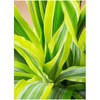 dracaena-warneckii-93 �ϗt�A�� �h���Z�i ���[�l�b�L�[ ���������C�� 10�� �p�E�_�[�X�g�[�� �� �t�� �y�����p ������z HitoHana(�ЂƂ͂�) 31679927