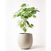 ficus-umbellata-135 観葉植物 フィカス ウンベラータ 8号 ノーマル テラニアス バルーン アンティークホワイト 付き 【贈答用 名入れ】 HitoHana(ひとはな) 31680584