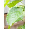 ficus-umbellata-135 観葉植物 フィカス ウンベラータ 8号 ノーマル テラニアス バルーン アンティークホワイト 付き 【贈答用 名入れ】 HitoHana(ひとはな) 31680584