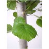 ficus-umbellata-169 ϗtA tBJX Ex[^ 8 p AgeBX N[Vu t yp z HitoHana(ЂƂ͂) 31680925