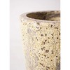 ficus-umbellata-169 ϗtA tBJX Ex[^ 8 p AgeBX N[Vu t yp z HitoHana(ЂƂ͂) 31680925