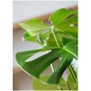 monstera-87 �ϗt�A�� �����X�e�� 8�� �{�T���� �t�H���e�B�[�k�g�[�� �� �t�� �y�����p ������z HitoHana(�ЂƂ͂�) 31684723