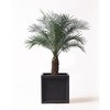 phoenix-roebelenii-63 ϗtA tFjbNXxj[ 8 ueBbVL[u t HitoHana(ЂƂ͂) 26530009