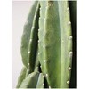 pillar-cactus-3 �ϗt�A�� ���T�{�e�� 8�� �G�R�X�g�[��white �t�� HitoHana(�ЂƂ͂�) 26533606