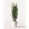 ficus-benjamina-359 観葉植物 フィカス ベンジャミン 7号 バロック ラスターポット 付き HitoHana(ひとはな) 26534683